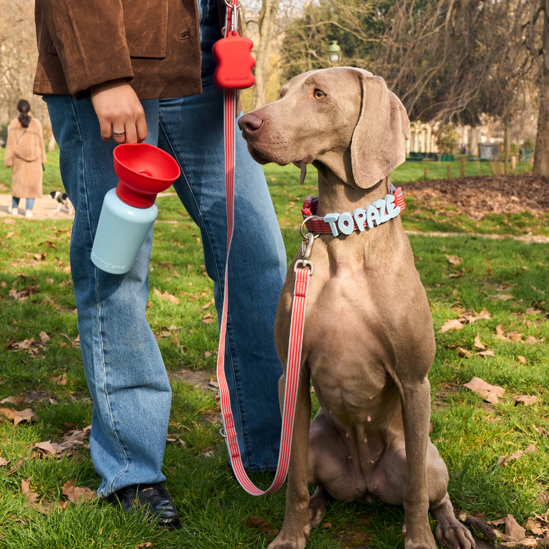 The Silicone Dog Treat Dispenser