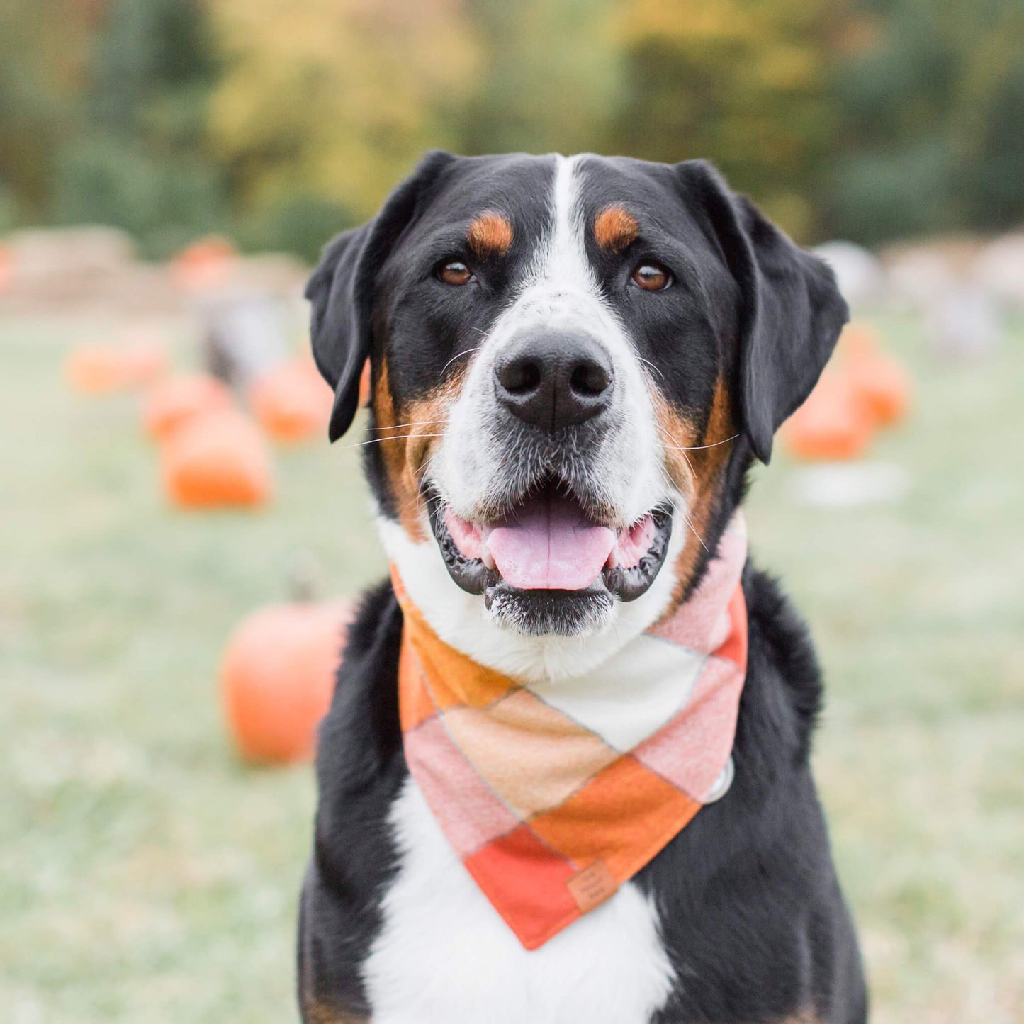 Pumpkin Spice Flannel Fall Dog Bandana: Medium