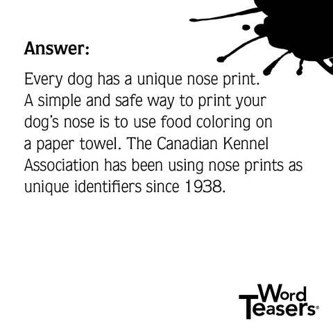 About Dogs