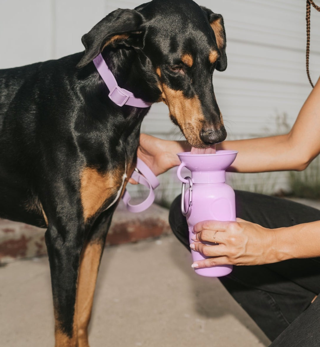 22oz Original Springer Dog Travel Water Bottle