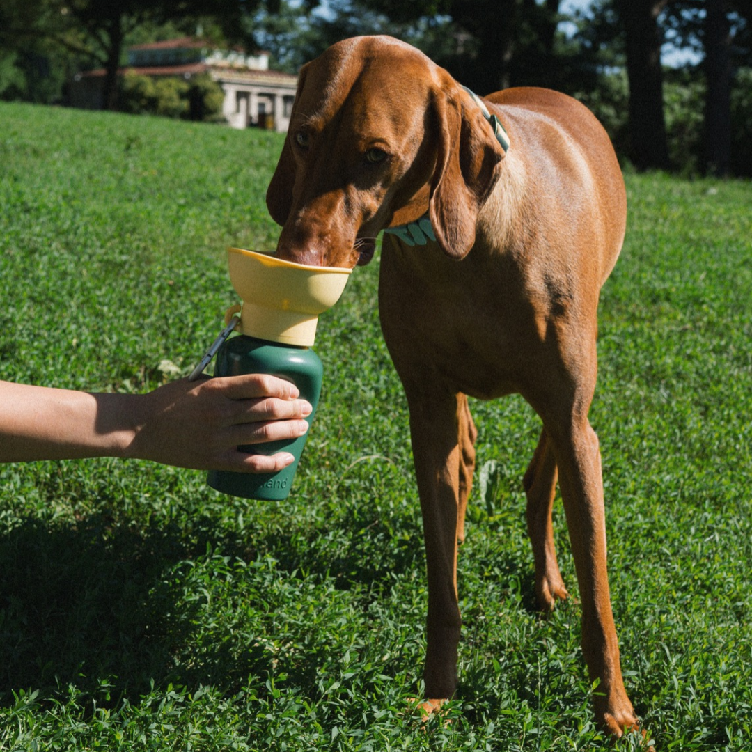 20oz Flip Springer Dog Travel Water Bottle