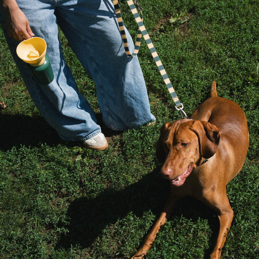 20oz Flip Springer Dog Travel Water Bottle