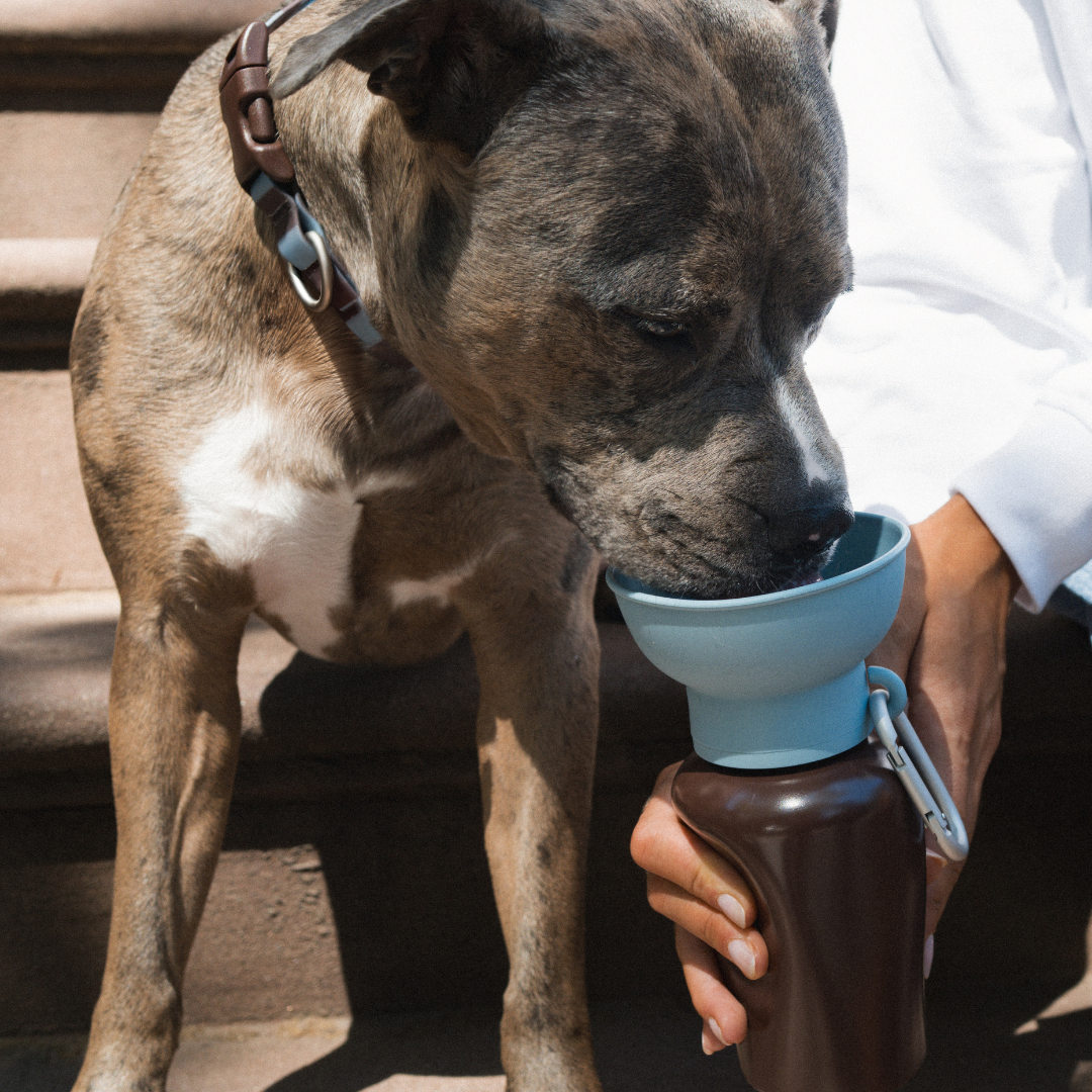 20oz Flip Springer Dog Travel Water Bottle