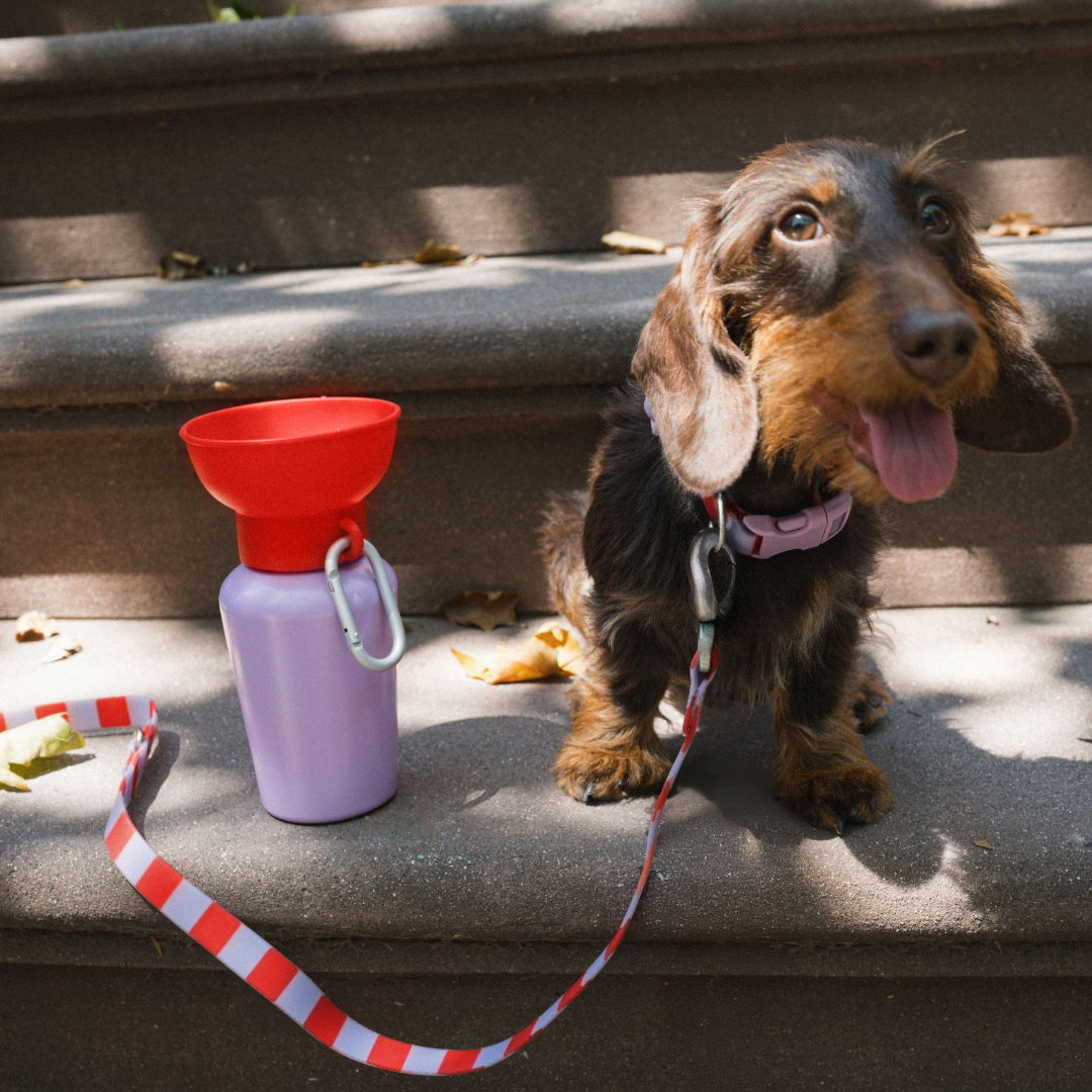 20oz Flip Springer Dog Travel Water Bottle