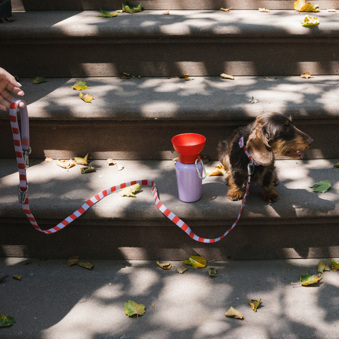 20oz Flip Springer Dog Travel Water Bottle