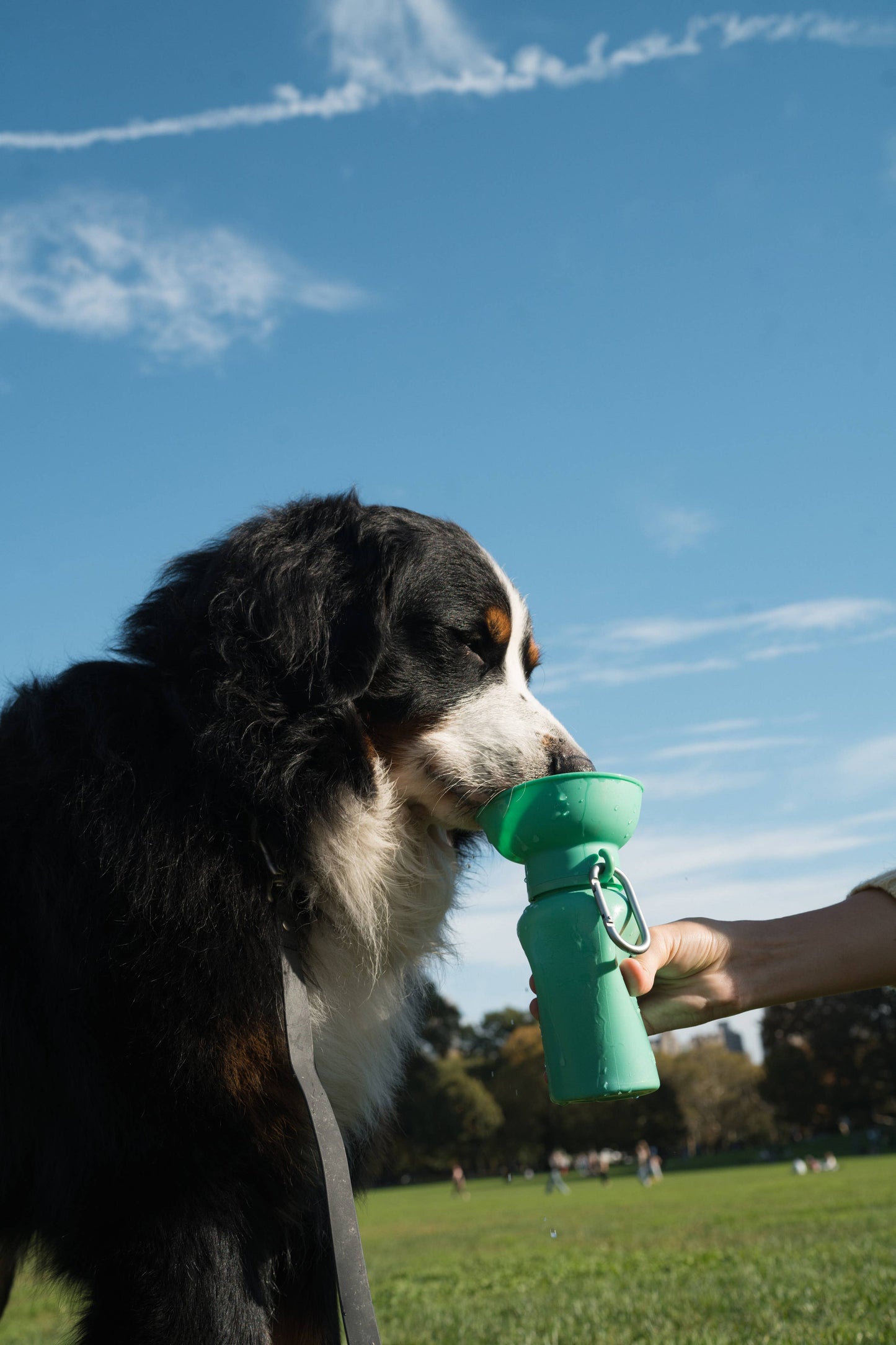 Dog Travel Water Bottle, 20oz, Flip Silicone (Mixed 12 Pack): Mixed (12 Pack)