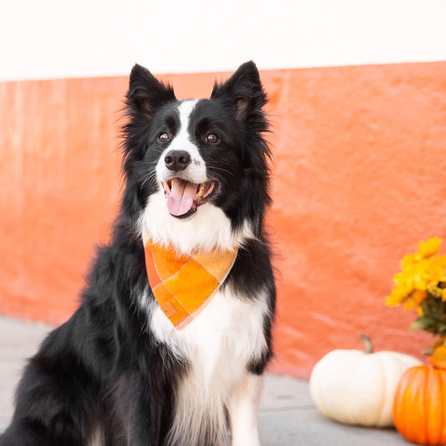 Pumpkin Spice Flannel Fall Dog Bandana: Medium