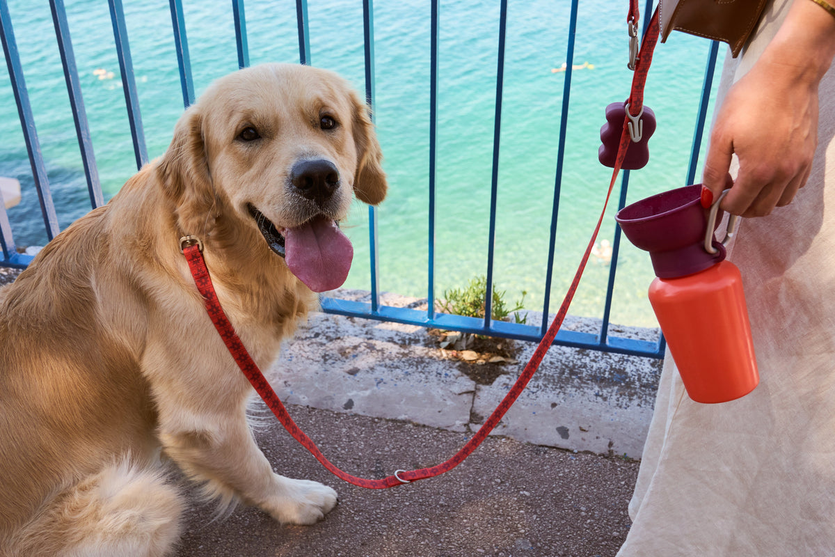 The Silicone Dog Treat Dispenser